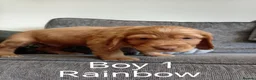 Cocker Spaniel dogs for sale: 5 Beautiful Golden Cocker Spaniel Puppies - Advert 13