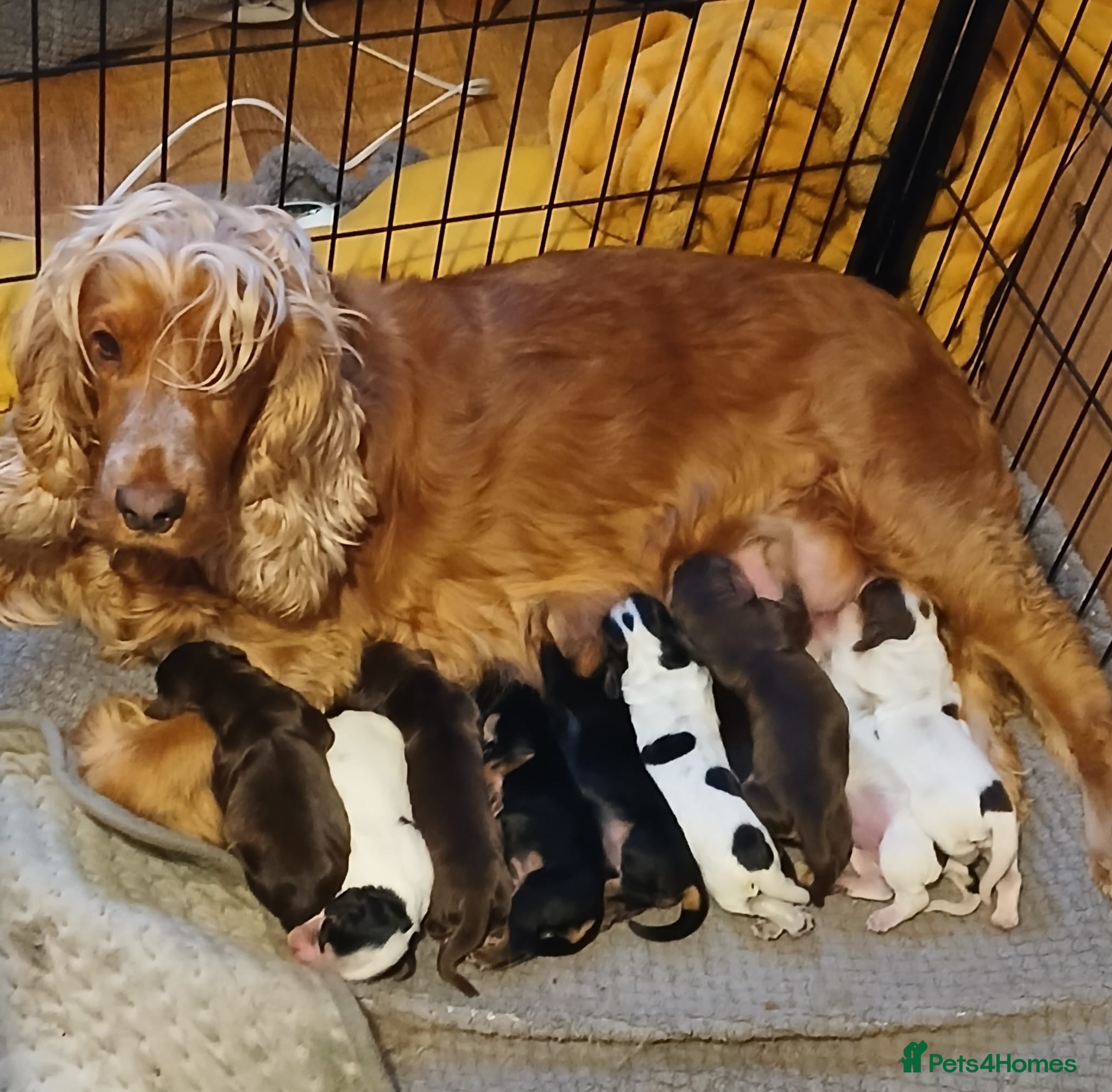 Cocker Spaniel dogs Show/Working Cocker spaniel puppies  - Advert 1