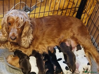Cocker Spaniel dogs Show/Working Cocker spaniel puppies - Advert 1