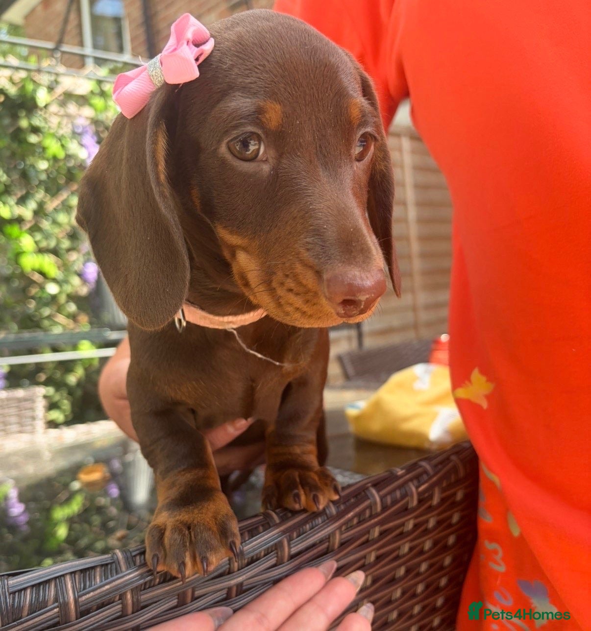 Miniature Dachshund dogs FULLY VACCINATED miniature Daschund baby - Advert 10