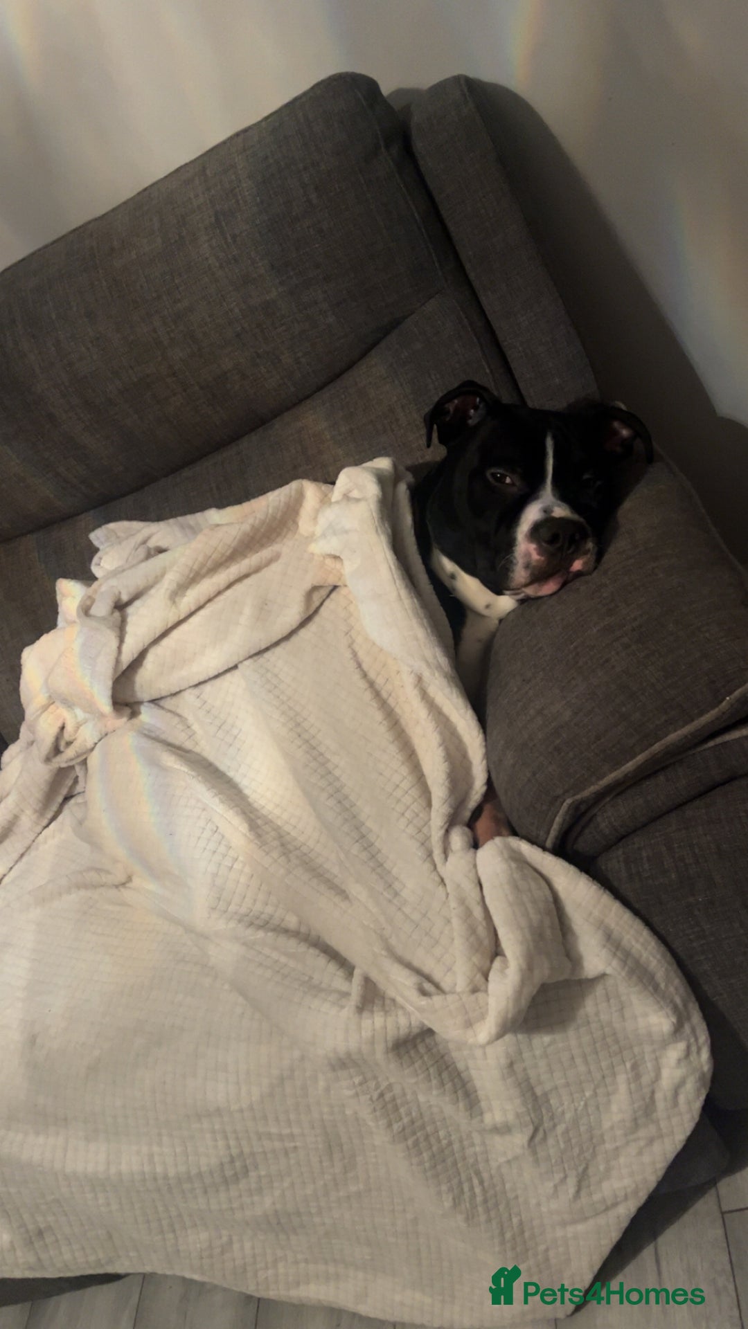 Mixed Breed dogs for sale: Loving little boy, 10 months old - Advert 5