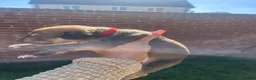 Lurcher dogs for sale: Beautiful lurcher puppies  in Ashford - Advert 10