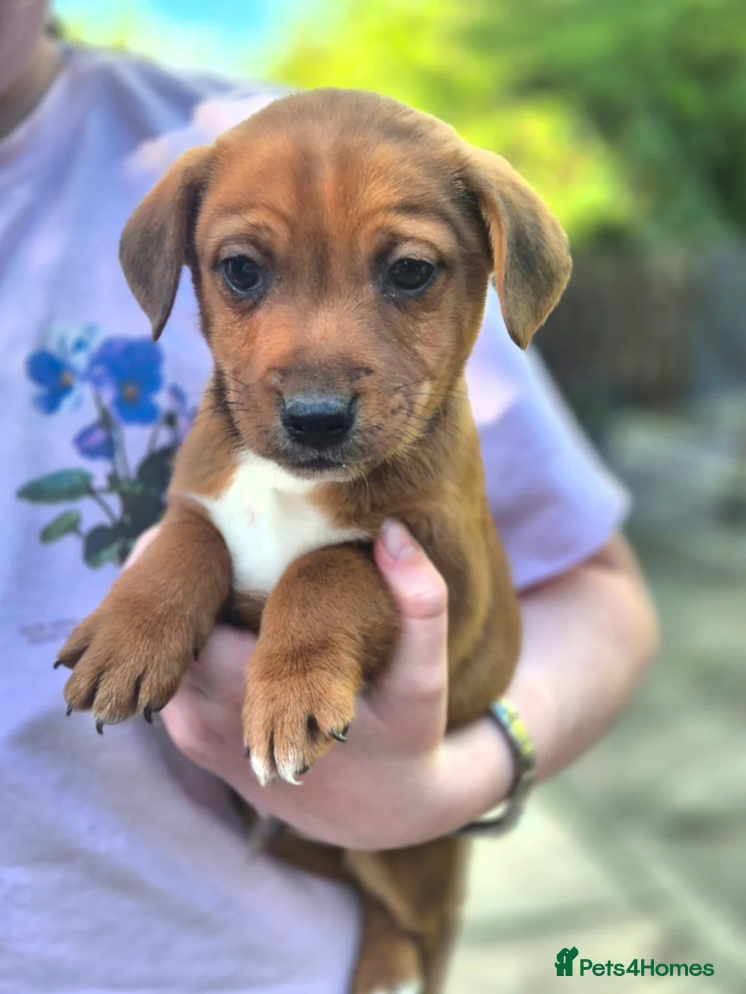 Mixed Breed dogs for sale: Border Lakeland X Patterdale terrier  in Nottingham - Advert 2