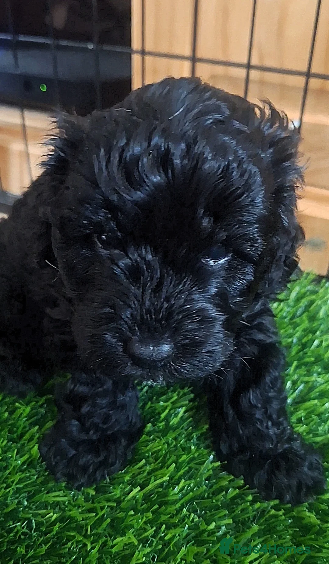 Maltipoo dogs for sale: Gorgeous F1B Maltipoo Puppies in Crewe - Advert 2