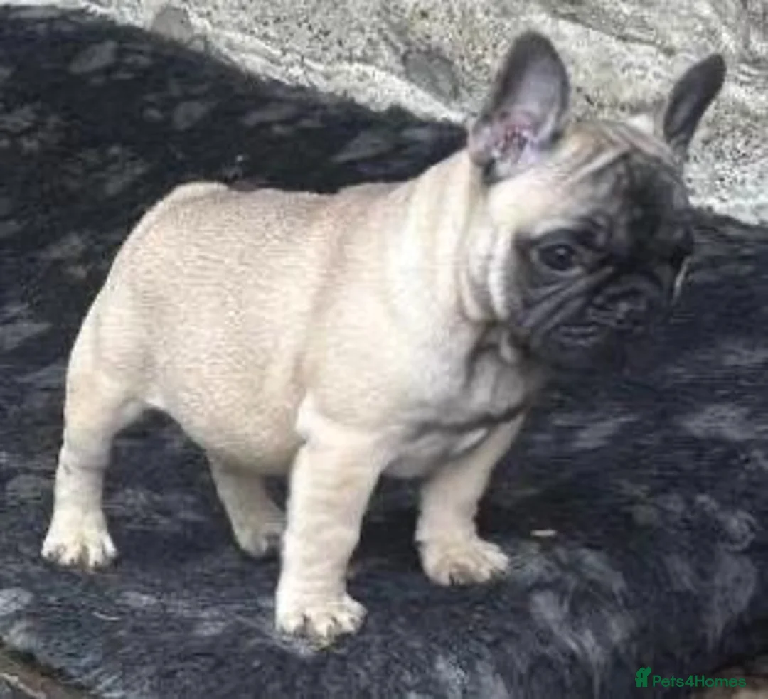 French Bulldog dogs for sale: 3 French bull dog Puppies for sale  - Advert 4