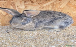 Continental Giant rabbits for sale: Beautiful Giant Rabbit Female - Advert 1