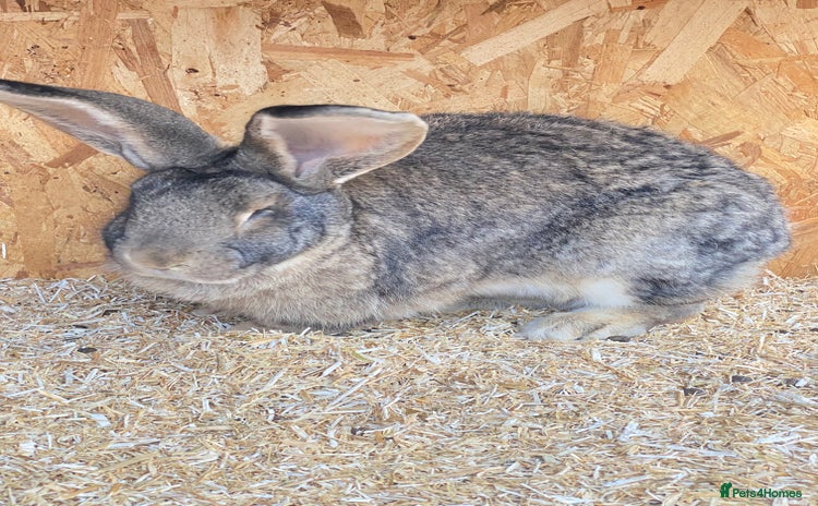 Continental Giant rabbits Beautiful Giant Rabbit Female - Advert 10