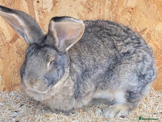 Continental Giant rabbits Beautiful Giant Rabbit Female - Advert 6