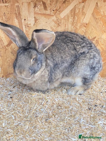 Continental Giant rabbits Beautiful Giant Rabbit Female - Advert 1