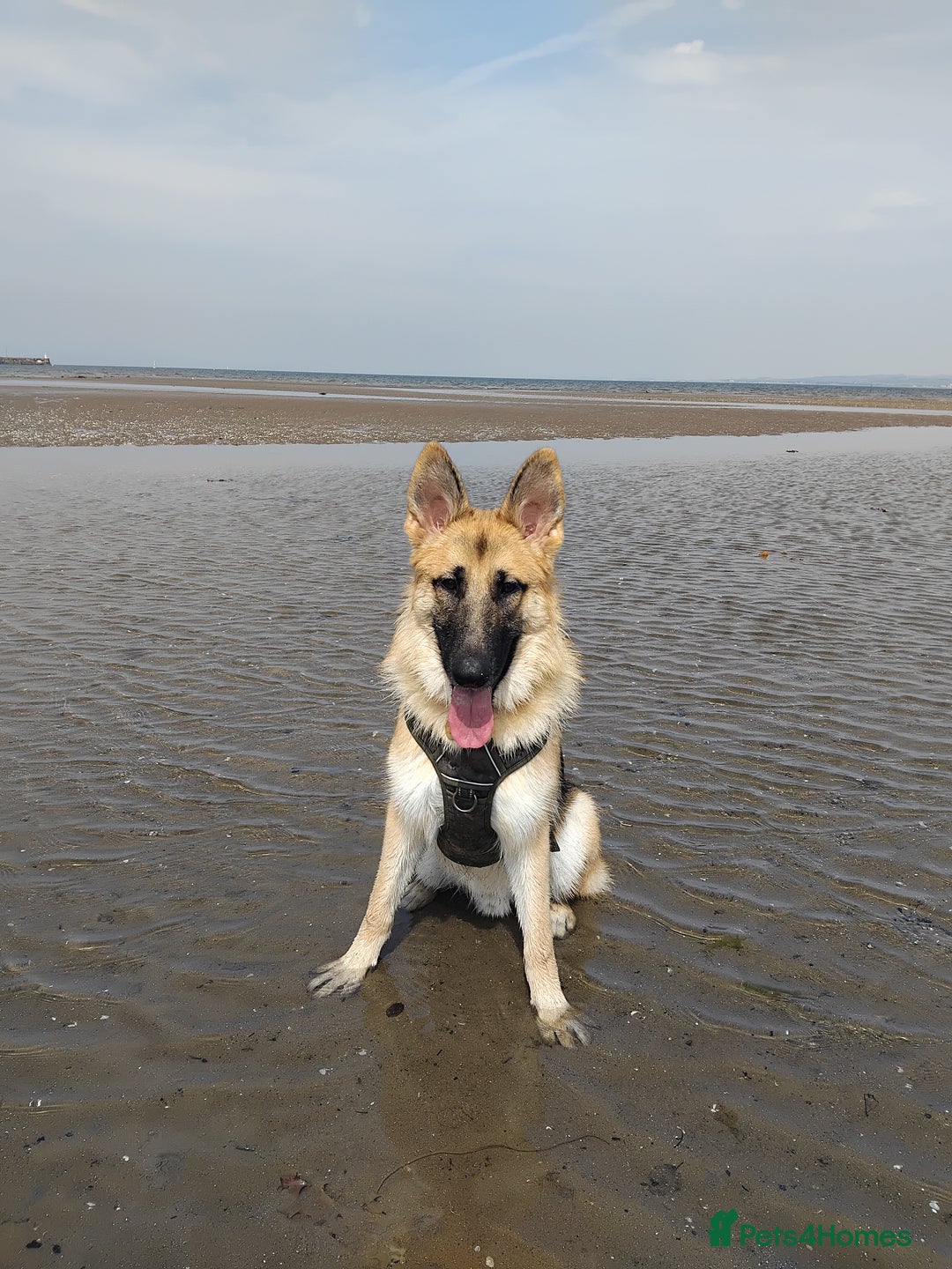 German Shepherd dogs for stud: Ragnar the German Shepherd stud - Advert 17