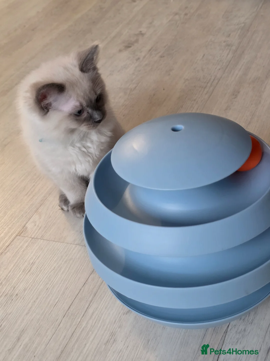 Ragdoll cats for sale: Blue point ragdolls  in Colchester - Advert 2