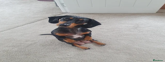 Pheobe