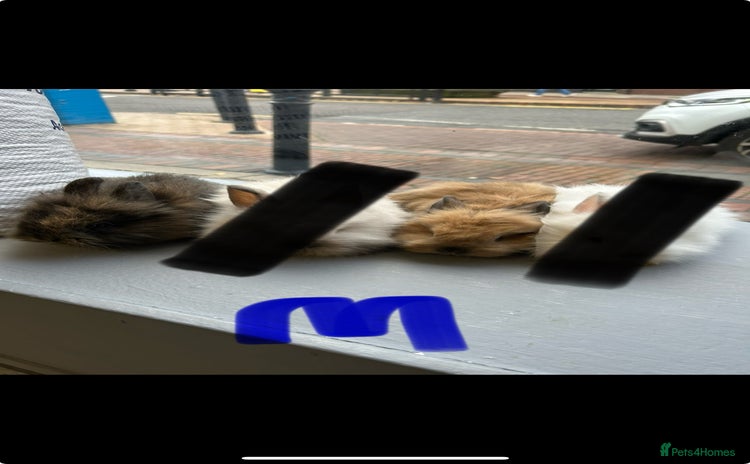 Lionhead rabbits Angora X lionheads- 2 MALES LEFT- DOB- 3/10/25 - Advert 6