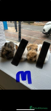 Lionhead rabbits Angora X lionheads- 2 MALES LEFT- DOB- 3/10/25 - Advert 6