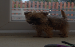 Griffon Bruxellois dogs for sale:  12 old griffon bruxellois for sale - Image 3