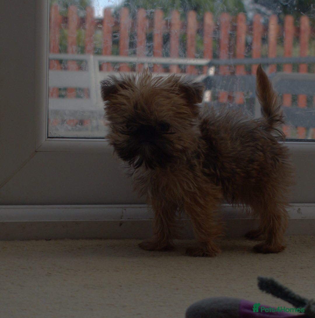 Griffon Bruxellois dogs for sale:  12 old griffon bruxellois for sale - Image 3