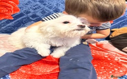 Bichon Frise dogs for sale: 3 Little puppies Bichon frise - Image 12