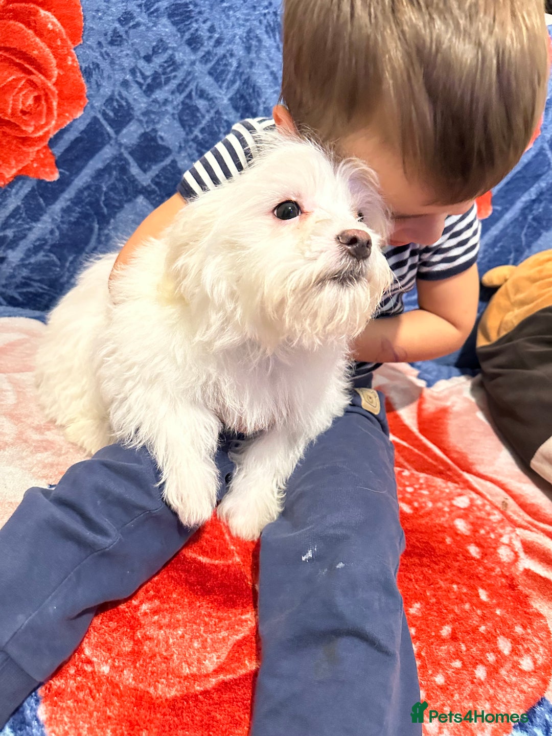 Bichon Frise dogs for sale: 3 Little puppies Bichon frise - Image 12