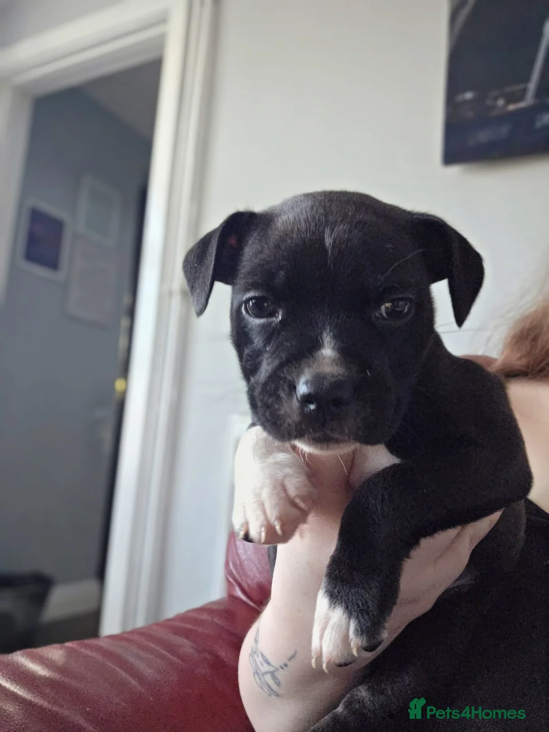 Staffordshire Bull Terrier dogs for sale: Full staffy pup only one girl  - Advert 3