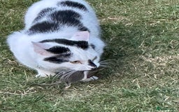 Mixed Breed cats for sale: Male  Cat - Image 8