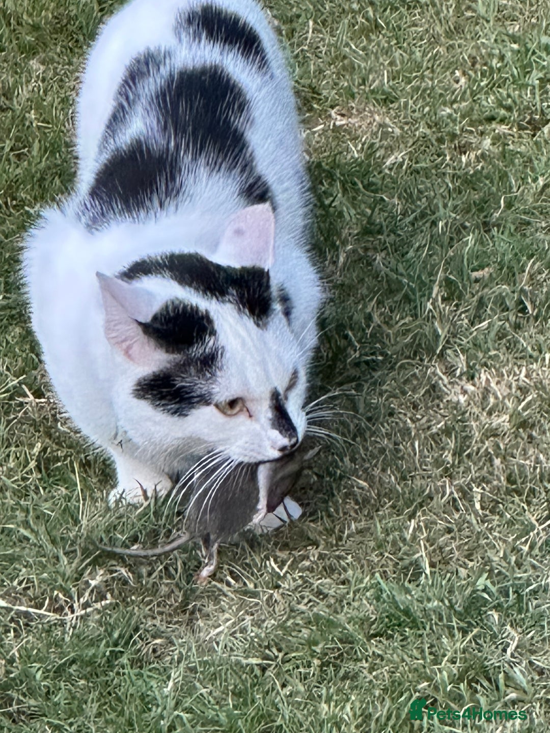 Mixed Breed cats for sale: Male  Cat - Image 8