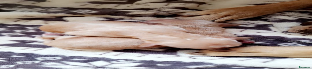 Cockerdor Puppy 2