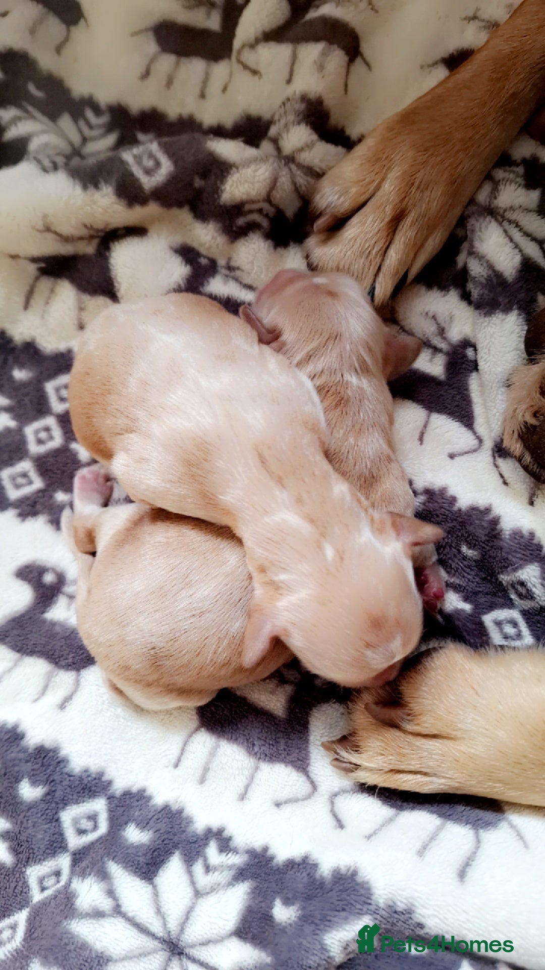 Cockerdor dogs for sale: Cockerdor puppies - Image 2