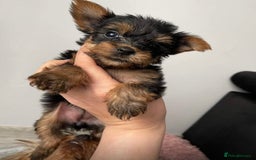Yorkshire Terrier dogs for sale: 2 boys ready to go  - Image 1