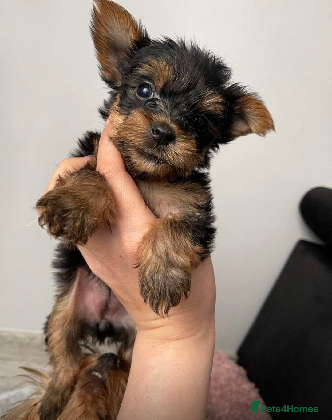 Yorkshire Terrier dogs for sale: 2 boys ready to go  - Image 1
