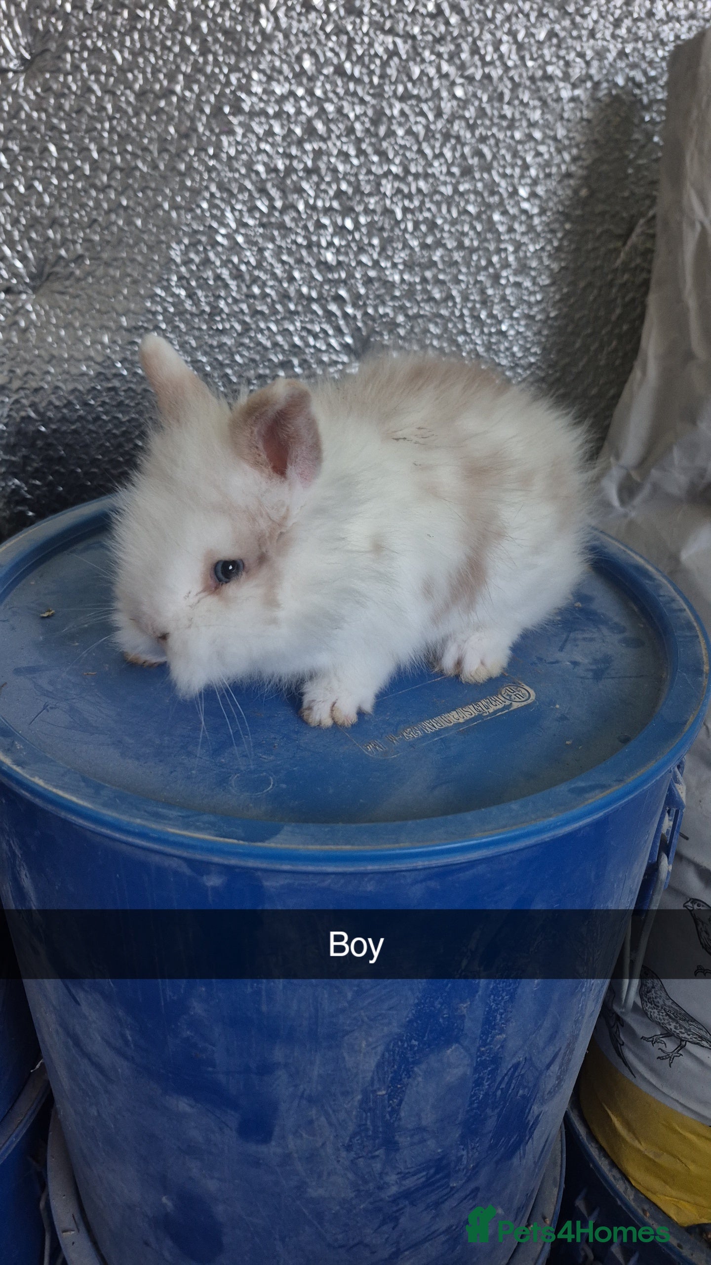 Lionhead rabbits Lionhead Baby bunny rabbits 8 weeks old - Advert 2