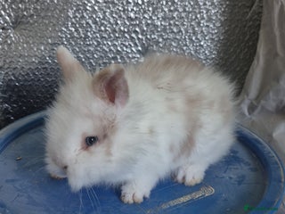 Lionhead rabbits Lionhead Baby bunny rabbits 8 weeks old - Advert 2