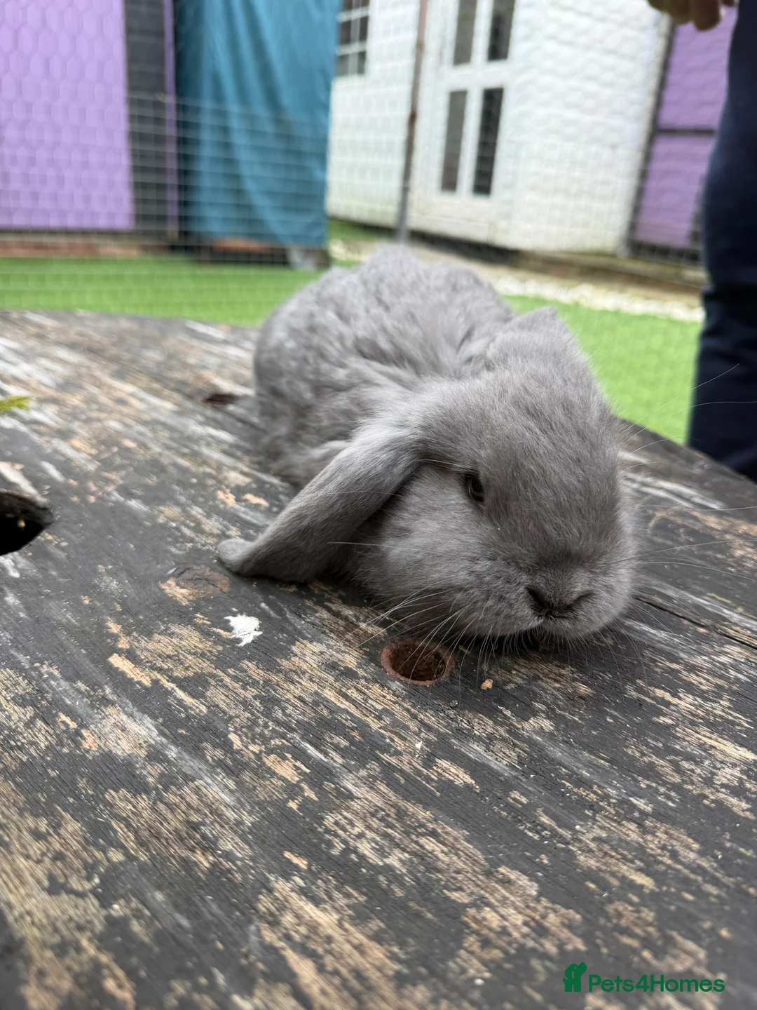 French Lop rabbits for sale: French lops  - Advert 2