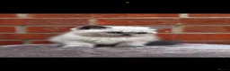Exotic cats for sale: Exotic kittens  - Advert 28