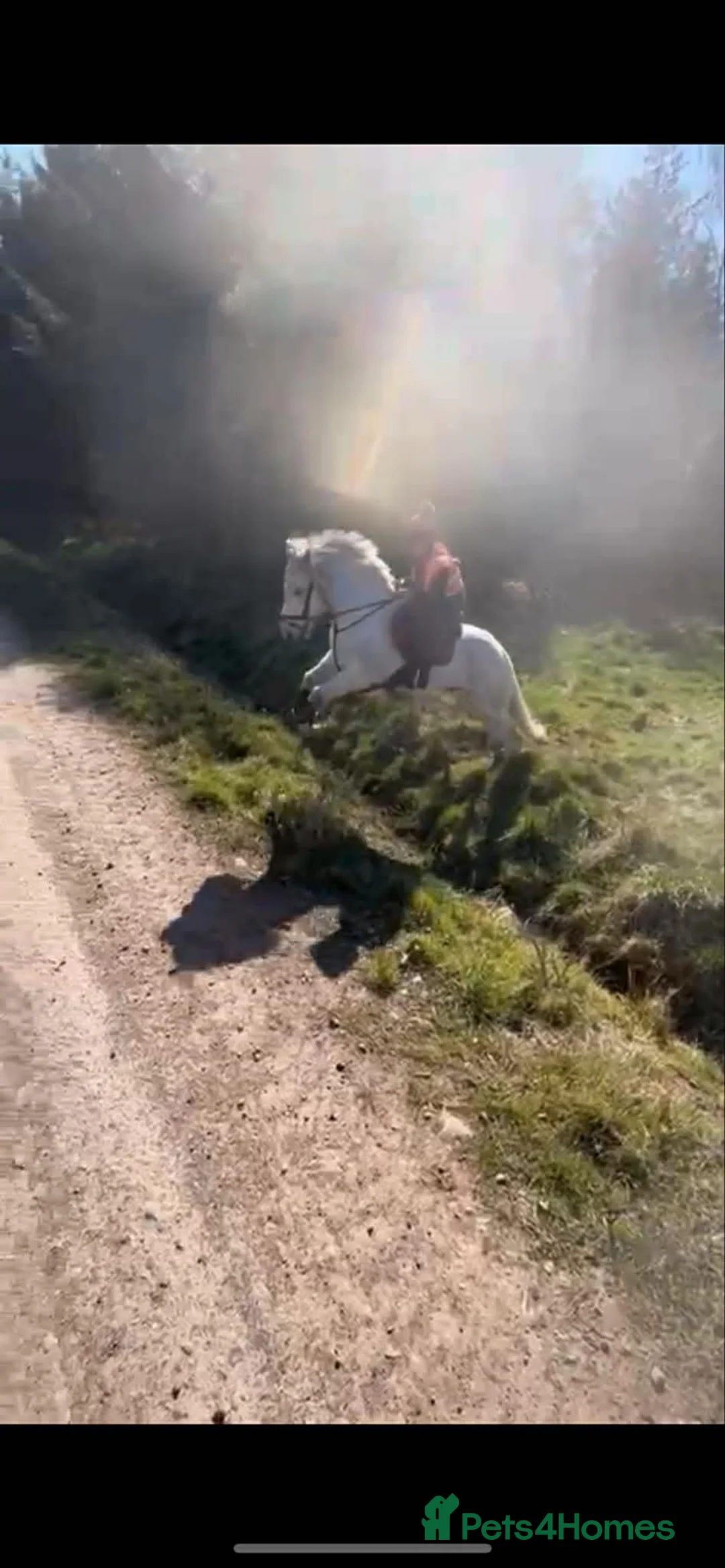Highland horses for sale: Lurgan glengoulandie - Advert 4
