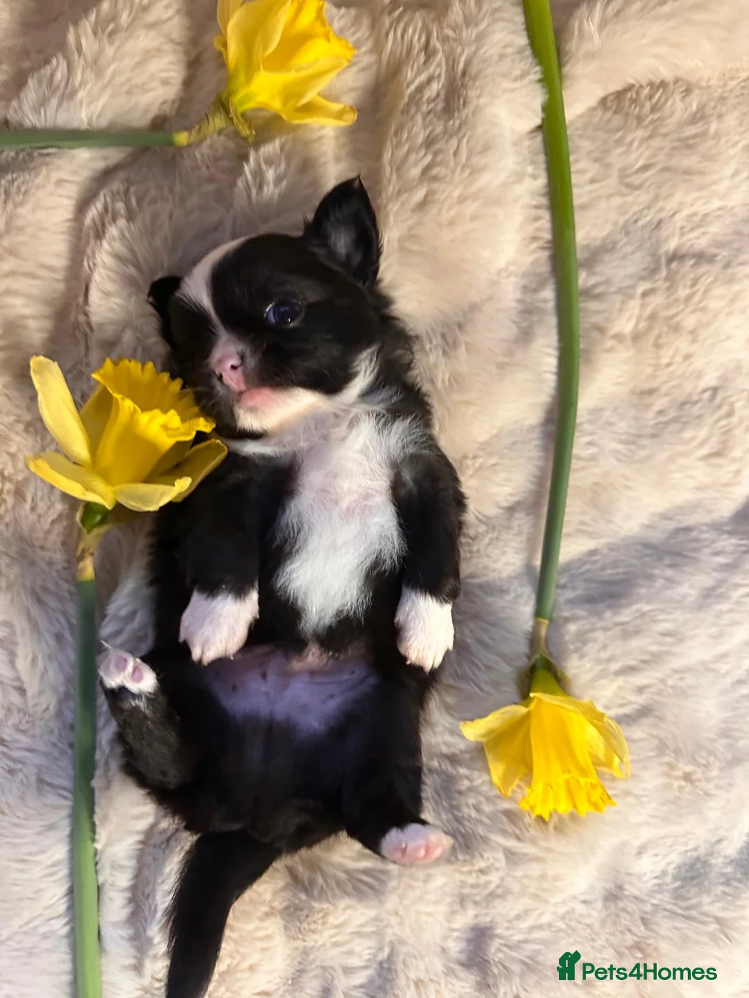 Chihuahua dogs for sale: Long hair, beautiful chihuahuas - Advert 21