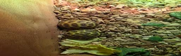 Tortoise reptiles for sale: Baby horsefield tortoise with full set up - Advert 4