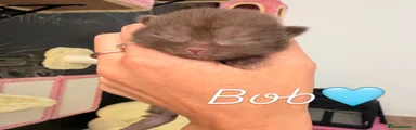 Bob – Chocolate boy