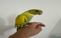 Ringnecks birds for sale: Hand-Reared Ringneck Rare & Extremely Friendly - Image 5