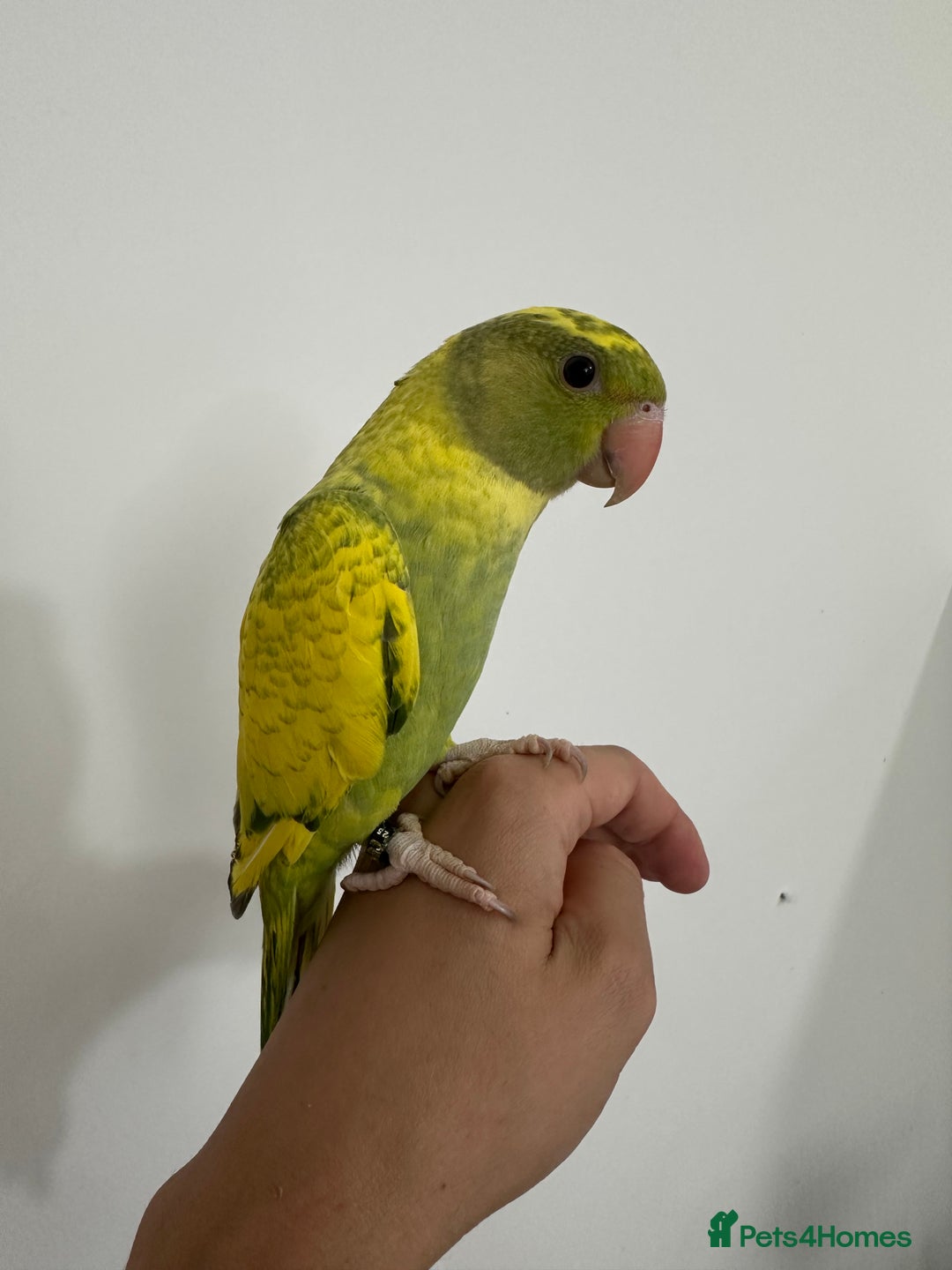 Ringnecks birds for sale: Hand-Reared Ringneck Rare & Extremely Friendly - Image 5