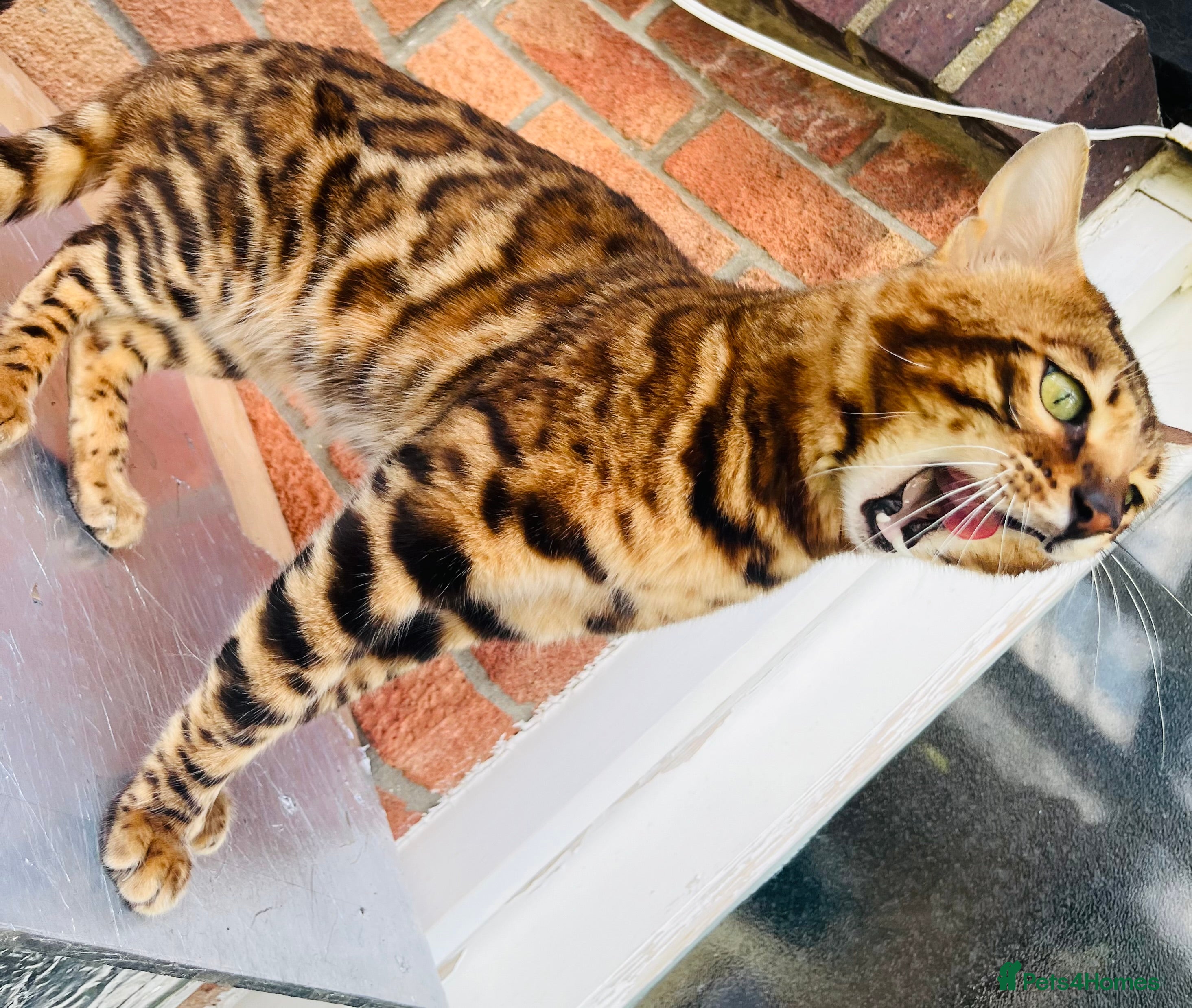 Bengal cats Adorable pure Bengal boy❤️ for stud - Advert 16