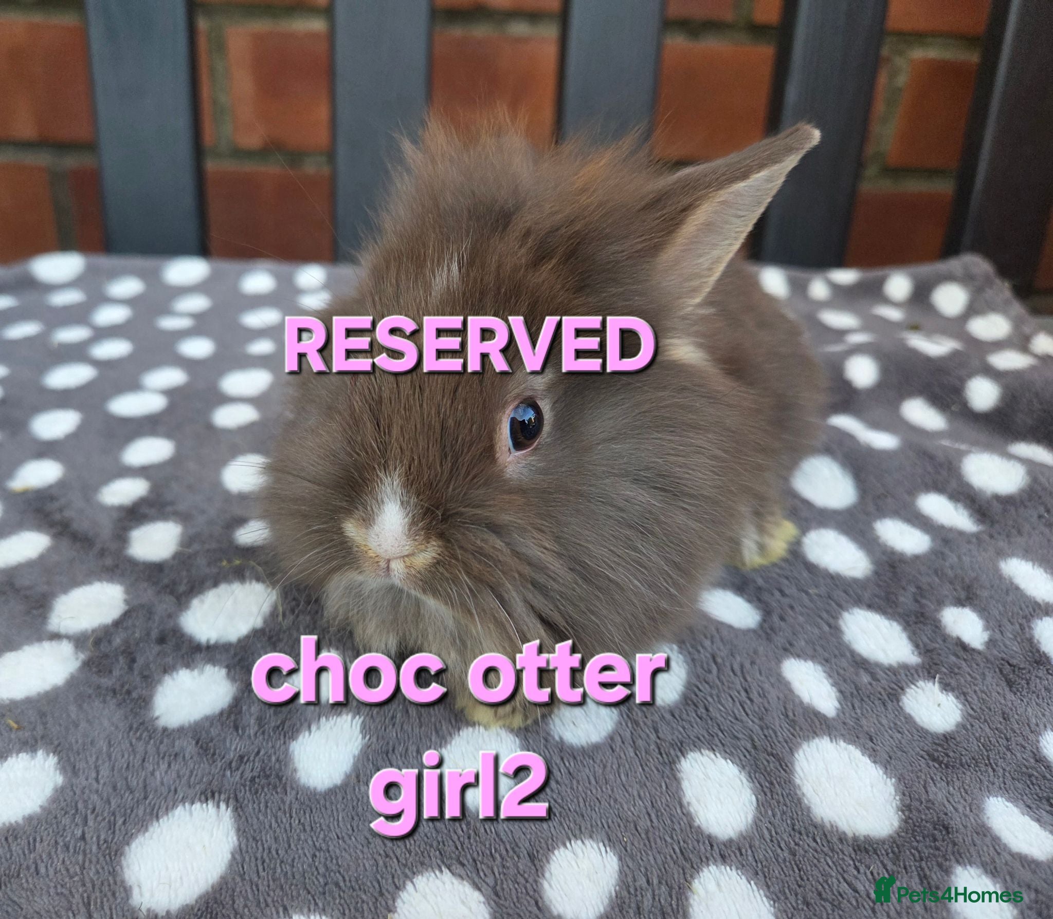 Lionhead rabbits 8 weeks old Double maine lion head Girls - Advert 2