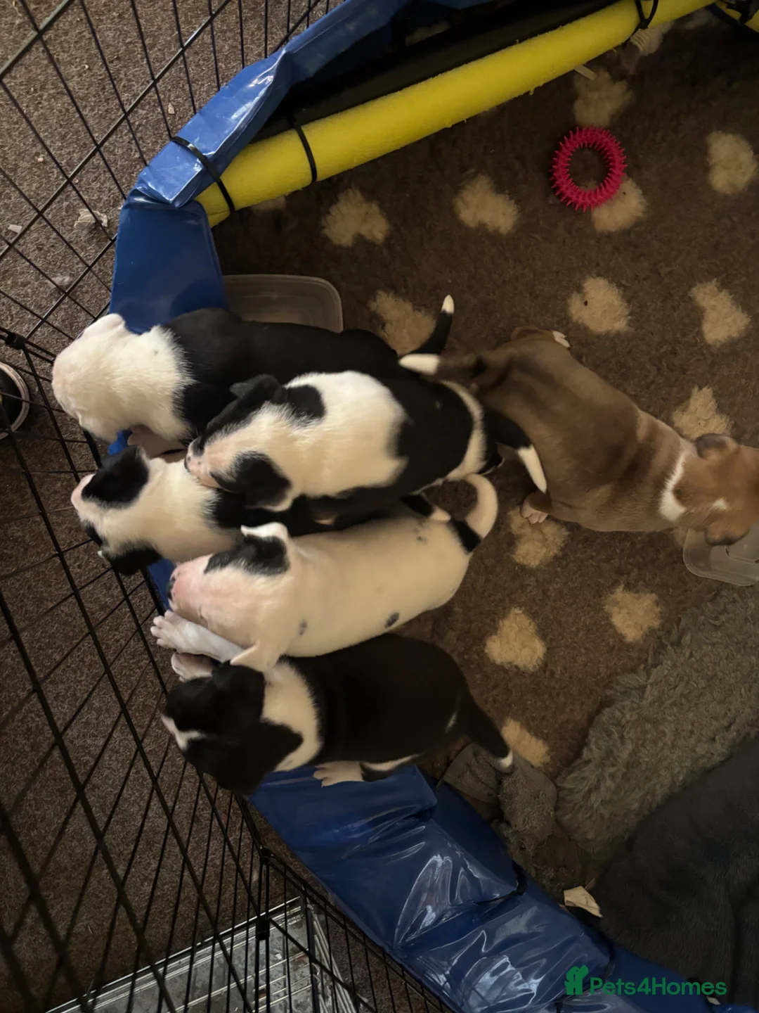 Mixed Breed dogs for sale: Bullkita puppies - Advert 12