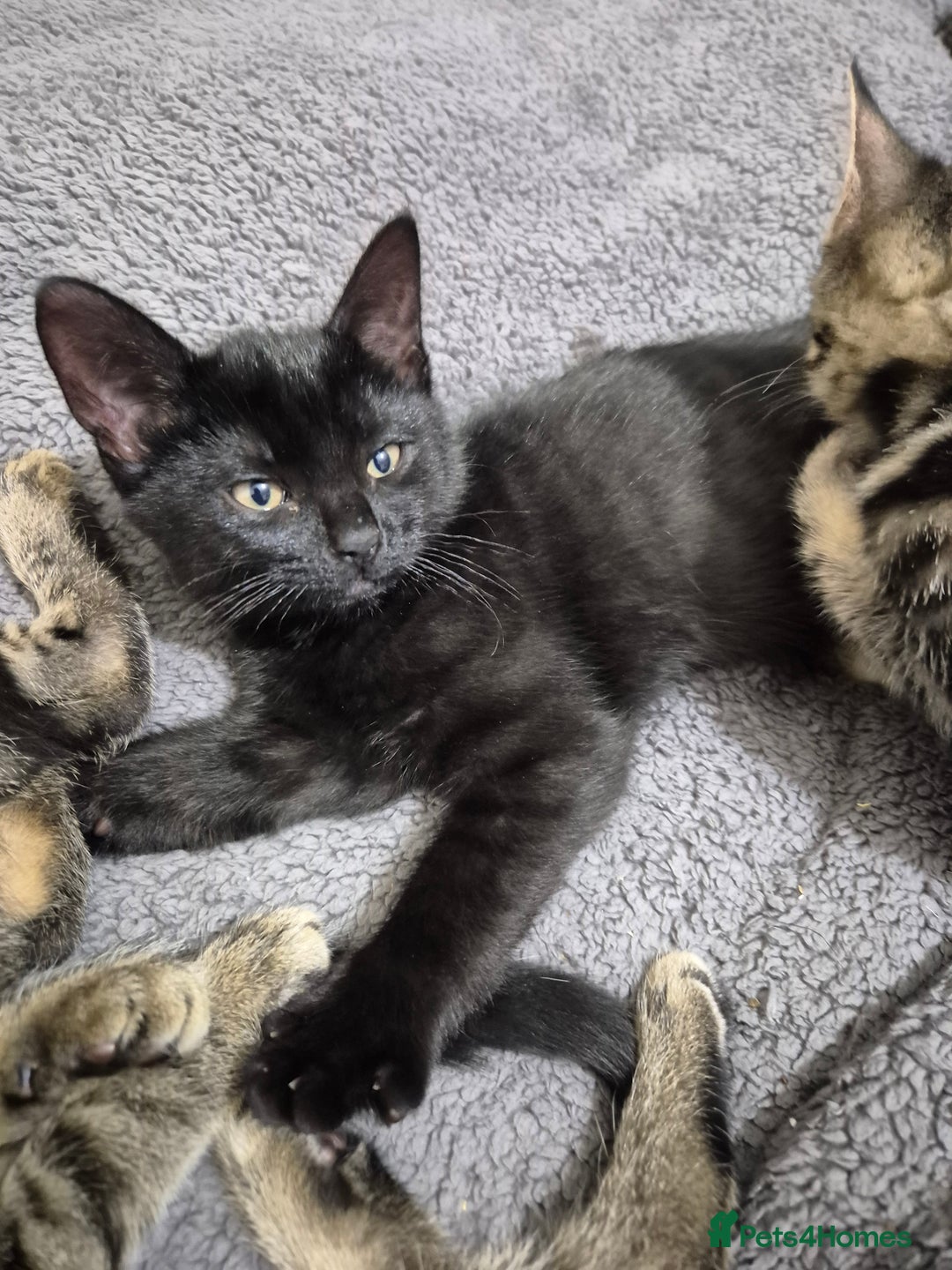 Mixed Breed cats for sale: 5 lovely affectionate kitten looking for home - Advert 10