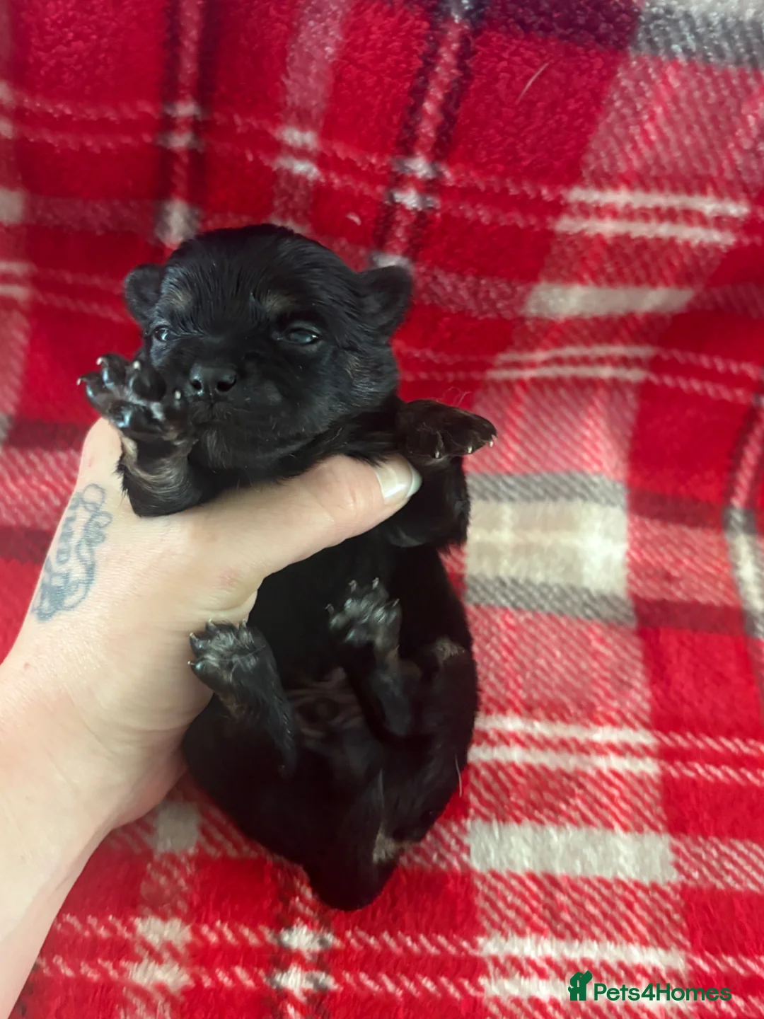 Pomchi dogs for sale: Pomchi Puppies - Advert 26