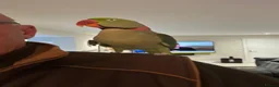 Parrots birds for sale: Alexandrine parrot male in Banstead - Advert 4