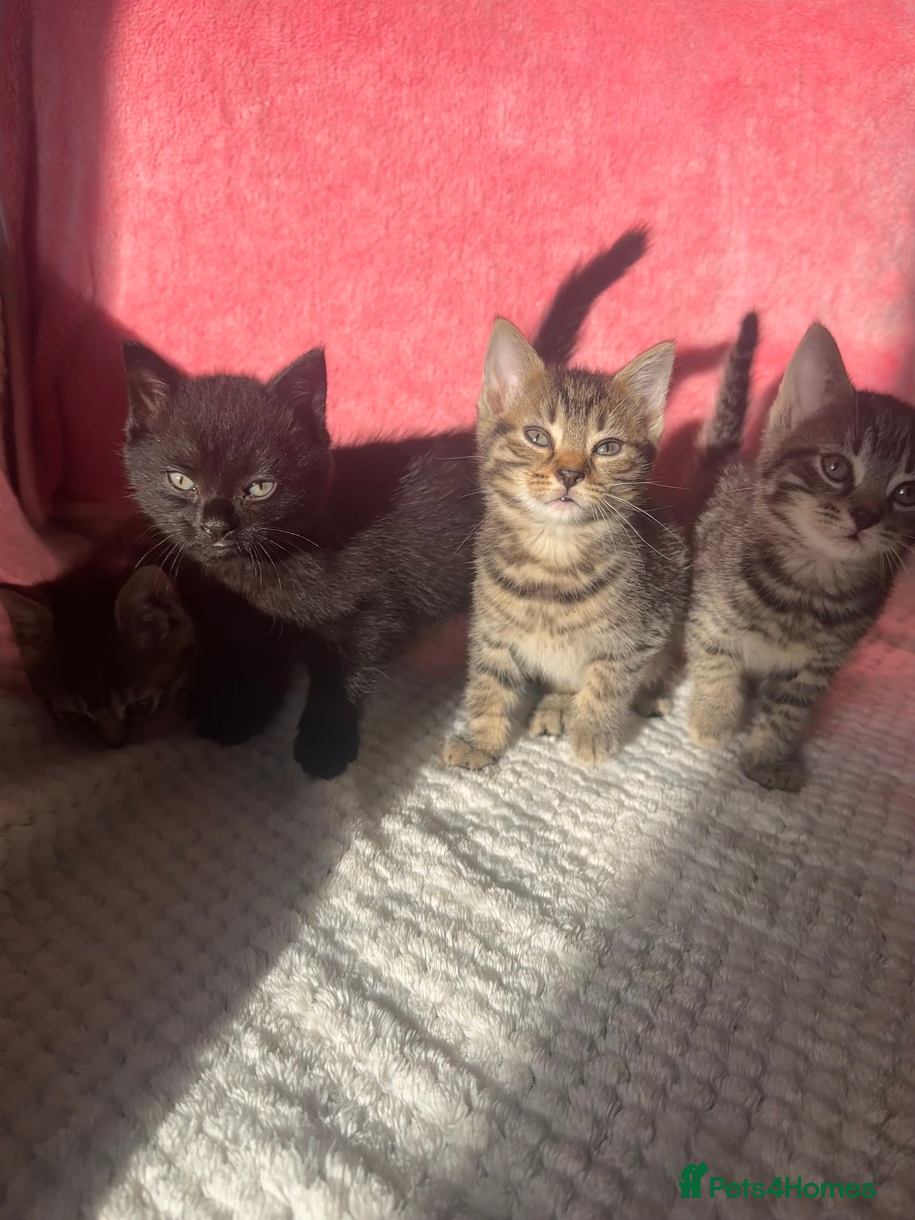 Mixed Breed cats 4 Tabby Female kittens available  - Advert 1