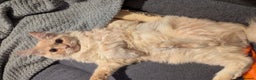 Maine Coon cats for sale: Maincoon - Advert 3