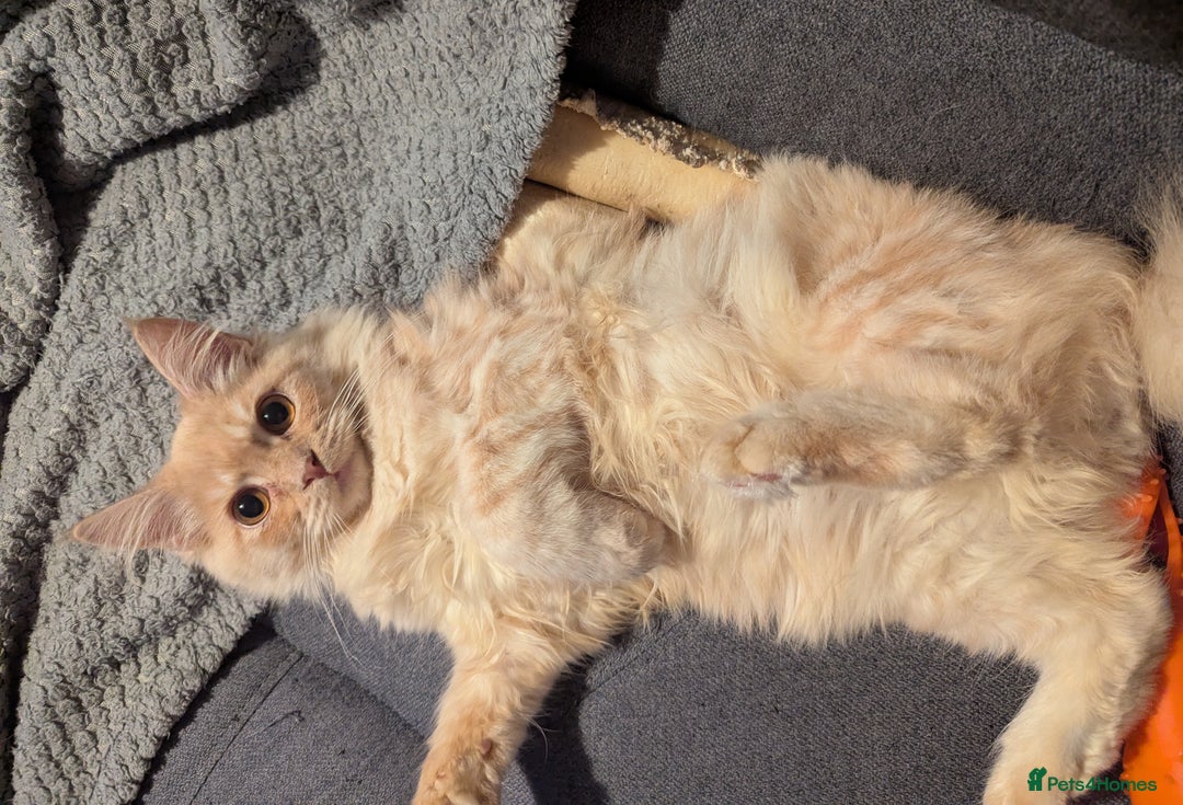 Maine Coon cats for sale: Maincoon - Advert 3