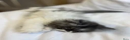 Exotic cats for sale: Exotic Persians  - Advert 11