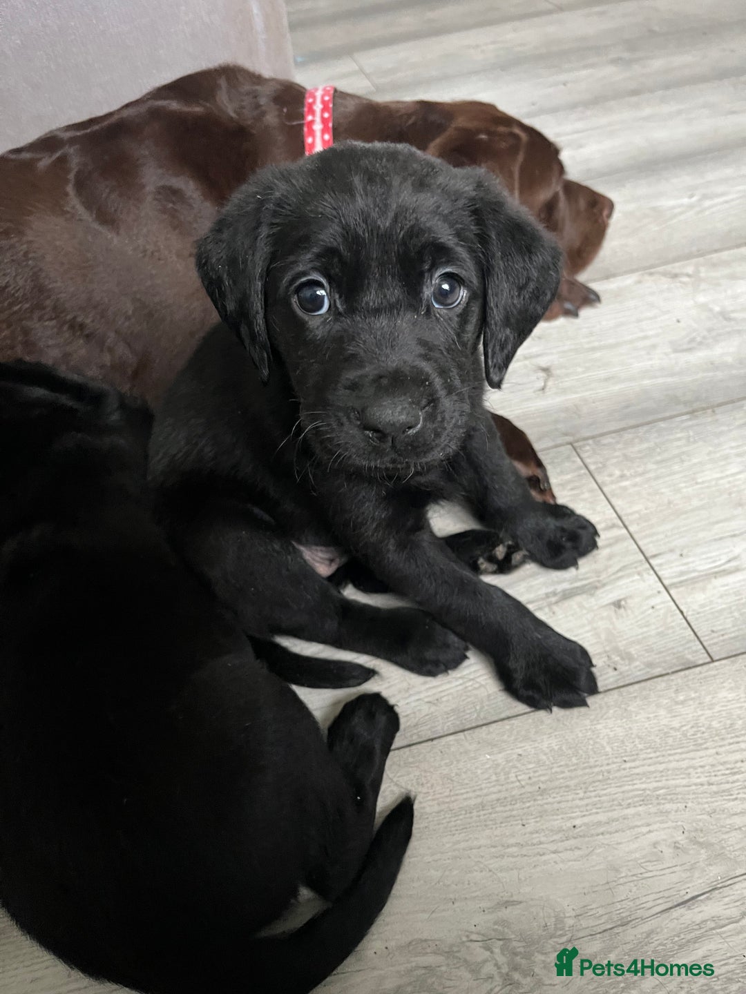 Labrador Retriever dogs for sale: Beautiful labs available  - Advert 4